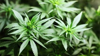 В Бразилии разрешили лекарства с конопли