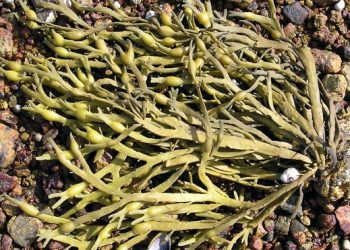 Стало известно, какую болезнь можно лечить с помощью водорослей