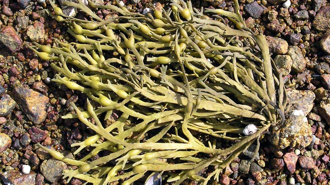 Стало известно, какую болезнь можно лечить с помощью водорослей