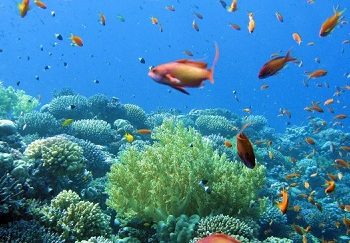 Прогнозируется вымирание морской фауны через 150 лет