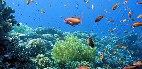 Прогнозируется вымирание морской фауны через 150 лет
