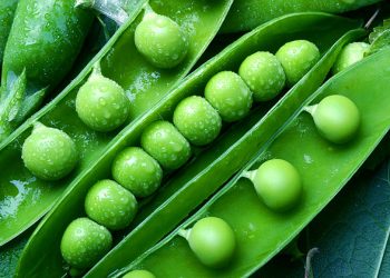 Какая может быть польза и лечебное применение гороха