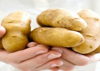 Теперь известно, что картофель не мешает похудению
