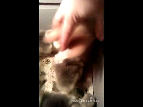 Интернет взорвало видео с котенком и утятами