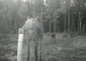 В сети появилось видео с героической лосихой, которая прогнала волков от лосенка