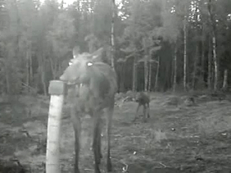 В сети появилось видео с героической лосихой, которая прогнала волков от лосенка