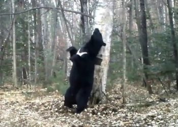 Интернет взорвало видео с танцующим медведем