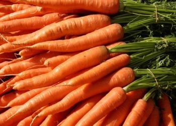 Чего мы ещё не знаем о моркови, рассказали эксперты