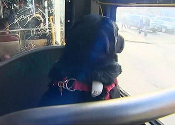 В сети набирает популярности видео самостоятельной собаки