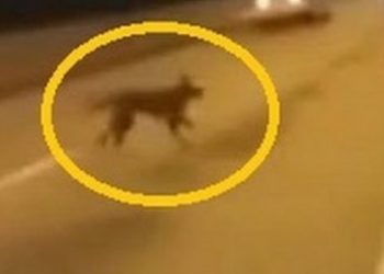 В сети появилось видео собаки-призрака