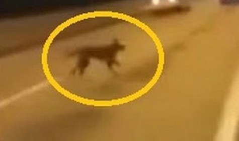В сети появилось видео собаки-призрака