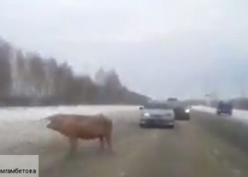 В сети появилось видео со свиньей, которая почувствовала себя участником дорожного движения