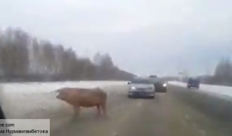 В сети появилось видео со свиньей, которая почувствовала себя участником дорожного движения
