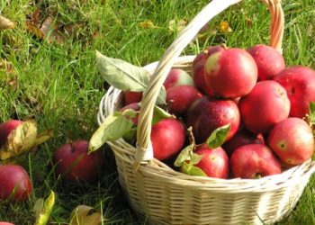 Медики рассказали, от какой болезни может спасти употребления яблок