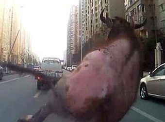 В сети появилось видео с задержанием буйвола китайской полицией