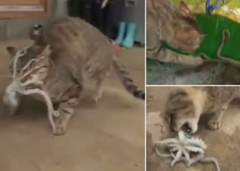 В сети появилось видео забавной встречи кота и осьминога