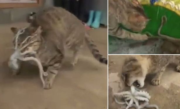 В сети появилось видео забавной встречи кота и осьминога