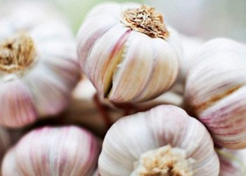 Названы продукты, которые помогают избавиться от запаха чеснока