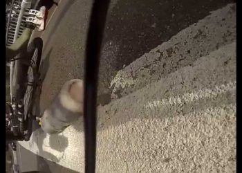 В сети набирает популярность видео с кенгуру и велосипедистом