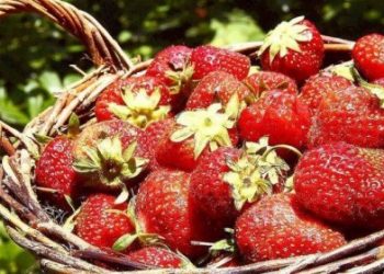 В Японии продают клубнику со вкусом персика