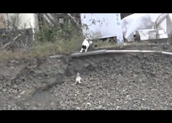 Интернет взорвало видео с кошкой, которая спасла своего котенка