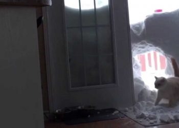 Интернет взорвало видео с котом, который прорвался сквозь снег