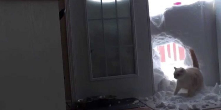 Интернет взорвало видео с котом, который прорвался сквозь снег