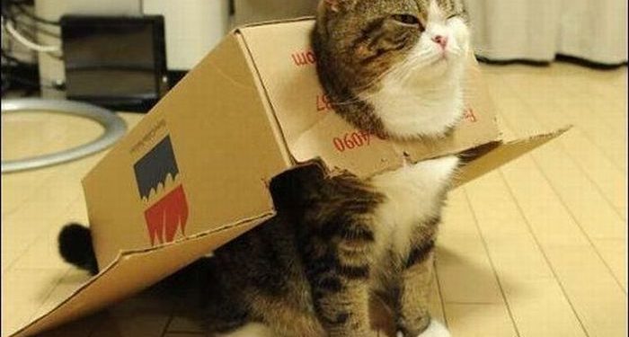 Интернет взорвало видео с забавными котами в картонных коробках