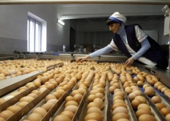 Ученые рассказали о пользе куриных яиц