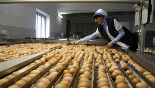Ученые рассказали о пользе куриных яиц