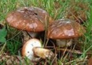 Ученые рассказали о целебных свойствах маслят