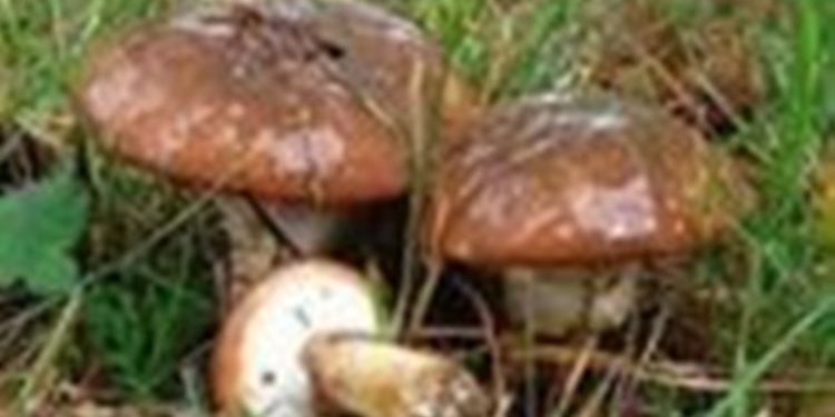 Ученые рассказали о целебных свойствах маслят