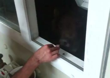 Интернет взорвало очередное видео с россиянами и медведем