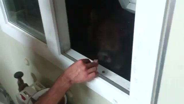 Интернет взорвало очередное видео с россиянами и медведем