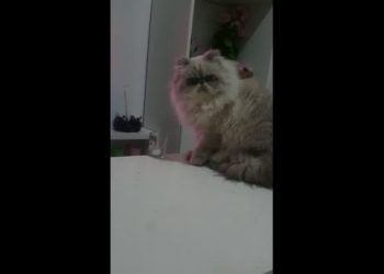 Видео с непослушным котом взорвало интернет