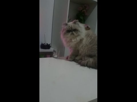 Видео с непослушным котом взорвало интернет