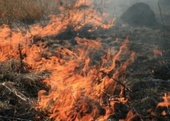 В Луганской области из-за поджога сгорело 470 тонн сена