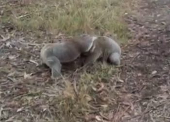 Видео с коалами-бойцами покорило интернет