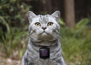 Носимая камера Whiskas позволит кошкам размещать свои фото в Instagram