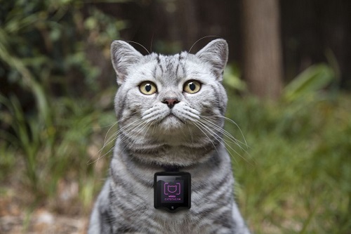 Носимая камера Whiskas позволит кошкам размещать свои фото в Instagram