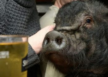 Живущему при одном из лондонских пабов минипигу больше не наливают