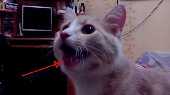Интернет взорвало видео с котом, который считает себя собакой
