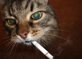 В Неваде будут лечить животных марихуаной