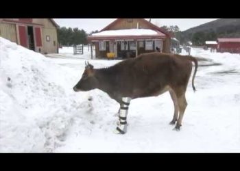 В сети появилось видео с коровой, которая радуется новым протезам