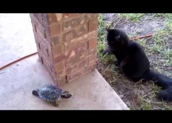 Интернет взорвало видео с котом и черепахой, которые играют в догонялки