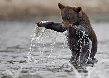 Медведи на Сахалине вышли из спячки на полмесяца раньше обычного