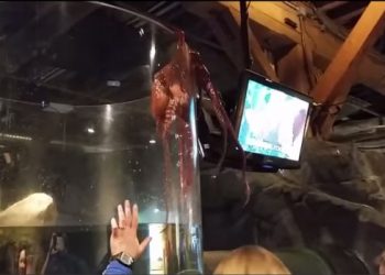 В сети появилось видео с осьминогом, который решил сбежать с аквариума