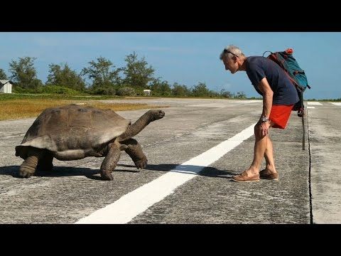 В сети появилось видео с гигантской черепахой, которая решила догнать ученого