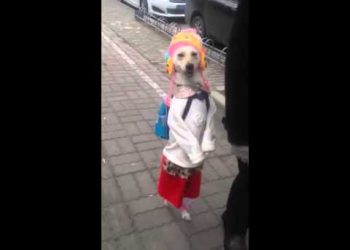 В сети появилось видео с пуделем, который считает себя человеком