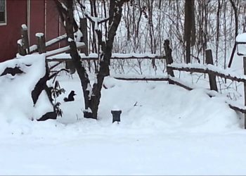 В сети появилось видео с пьяной белкой, которая не может найти лес